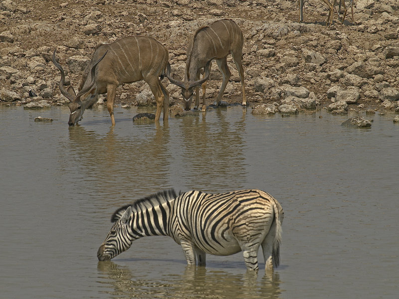 Okaukuejo, Zebra, Kudu